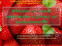 Можно ли зимой вырастить клубнику на подоконнике?