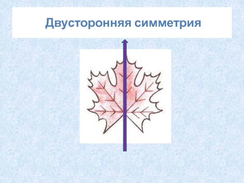 Двухсторонняя симметрия. Двусторонняя симметрия. Билатеральная симметрия. Удивительный мир симметрии. Двусторонняя симметрия это в биологии.