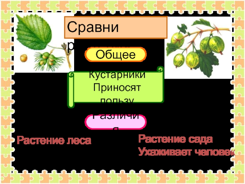 Дикорастущие и культурные растения тест