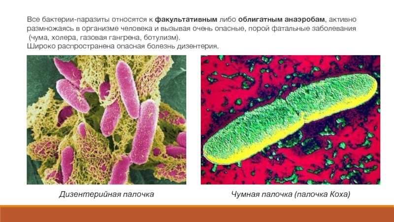 Все бактерии-паразиты относятся к факультативным либо облигатным анаэробам, активно размножаясь в организме человека и вызывая очень опасные,