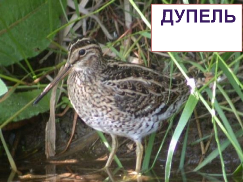 Болотные птицы ленинградской области фото и названия