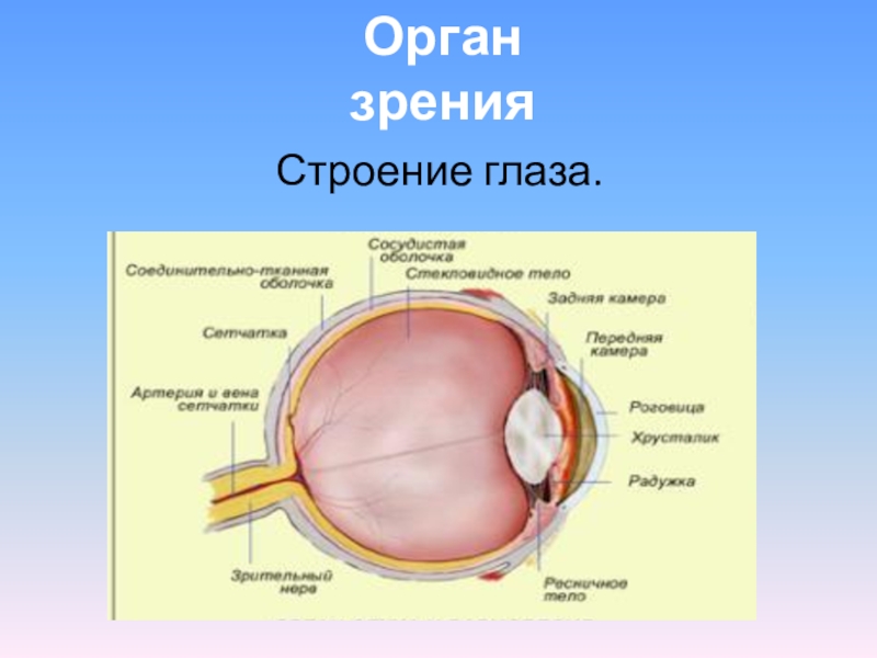 Практическая работа изучение строения органа зрения. Орган зрения анализатор анатомия человека. Строение органа зрения. Строение глаза. Структура органа зрения.