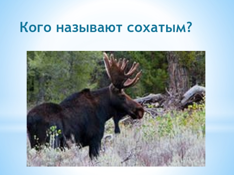 Кого называют. Какого животного называют Сохатый. Какой животное называют Сохатым. Кто бывает а кто бывает сохатой.