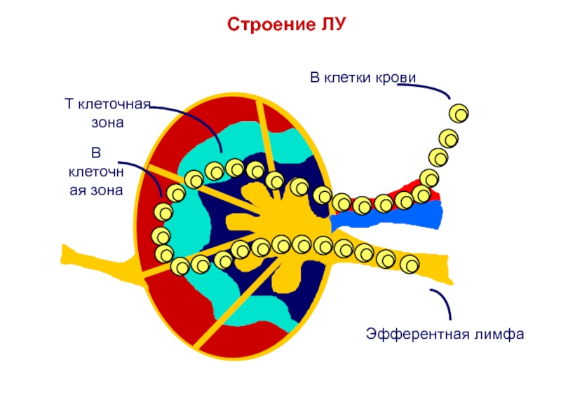 Клеточная зона. Клетка на зоне. NKT-клетка строение.