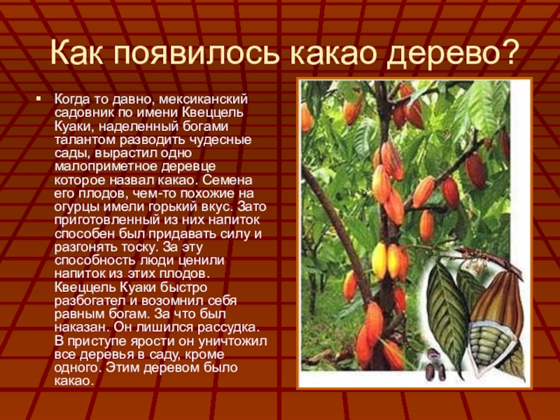 Как появилось какао дерево?Когда то давно, мексиканский садовник по имени Квеццель Куаки, наделенный богами талантом разводить чудесные