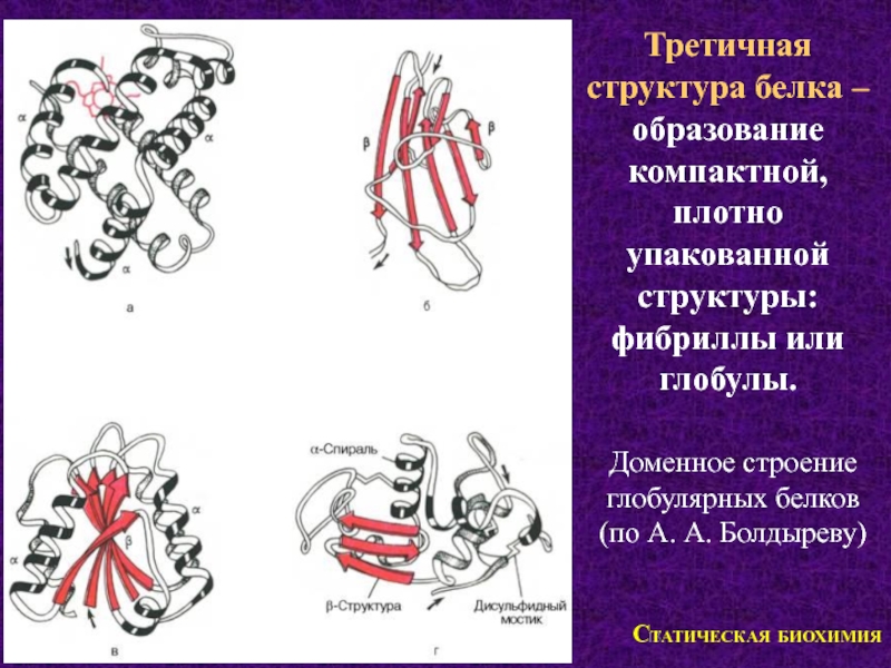 Структура глобулы. Третичная структура белка фибрилла. Фибрулла третичная структура. Глобула это структура белка. Глобула строение.