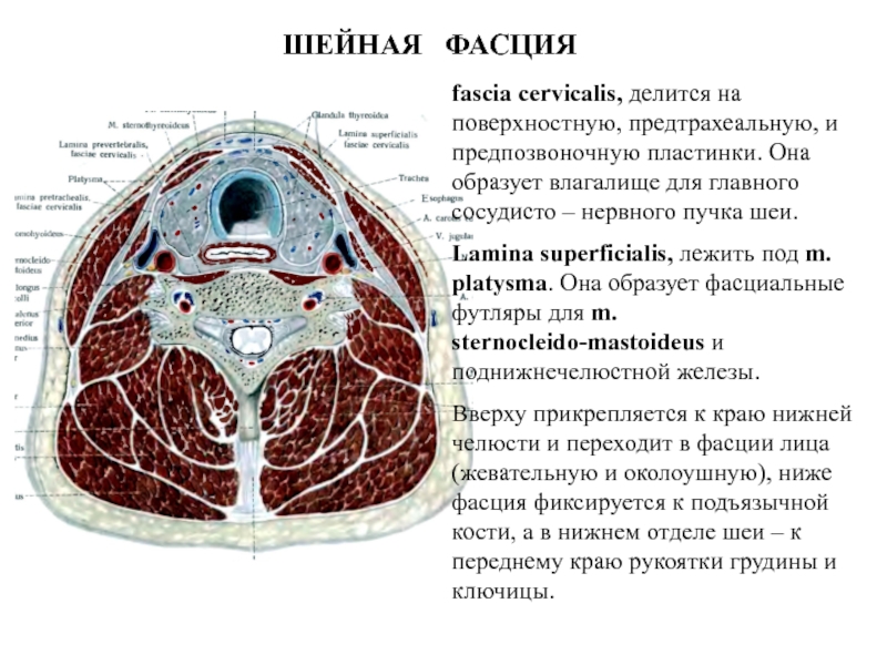 Мышцы фасции и топография шеи