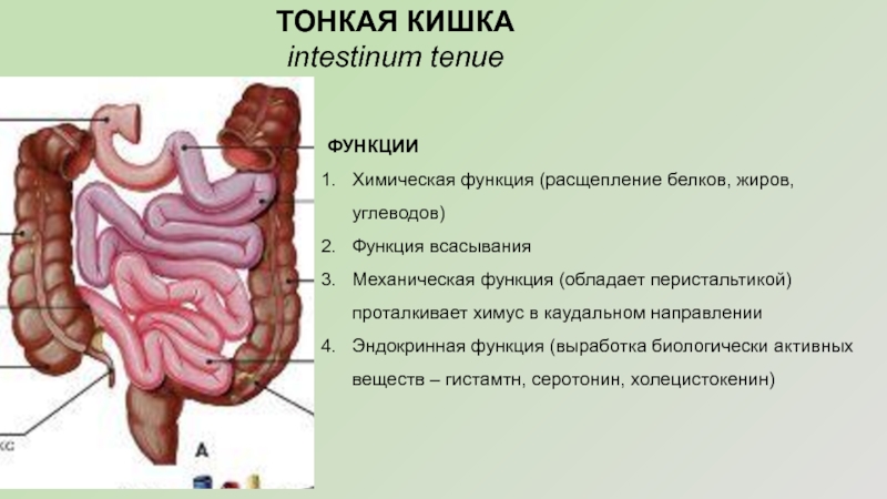 Тонкий кишечник особенности функции. Функции тонкой кишки анатомия. Функции тонкого кишечника. Тонкая кишка строение и функции.