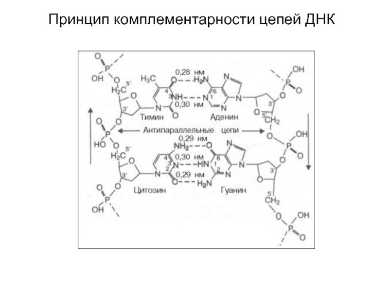 Комплементарность цепей днк