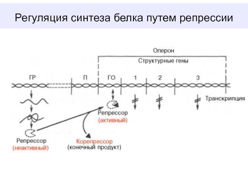 Регуляция белков. Схема регуляции биосинтеза белка по типу репрессии. Биосинтез белка.регуляция синтеза белка. Регуляция синтеза белка путем индукции (схема).. Схема регуляции синтеза белка.