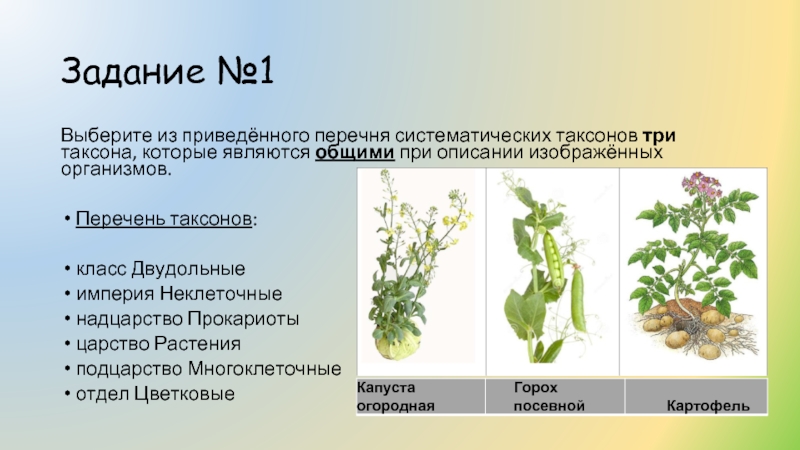 Изображенное на фотографии растение принадлежит к систематической группе