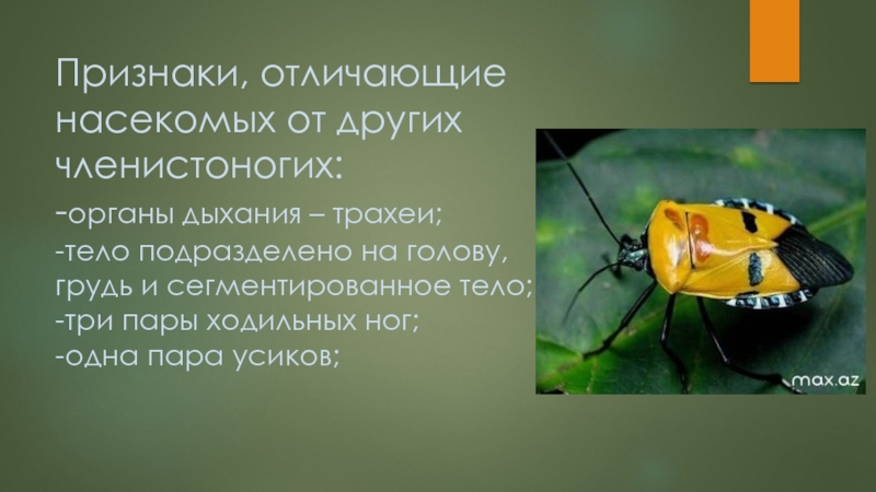 Главные признаки насекомых 2 класс. Отличие членистоногих от насекомых. У насекомых в отличие от других членистоногих. Признак, отличающий насекомых от других членистоногих, - это. Что отличается насекомых от других животных.