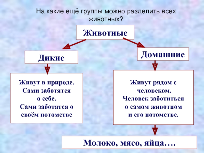 Животные делятся на классы. На какие группы делятся животных. Животные разделяются на группы. На какие группы делят всех животных.