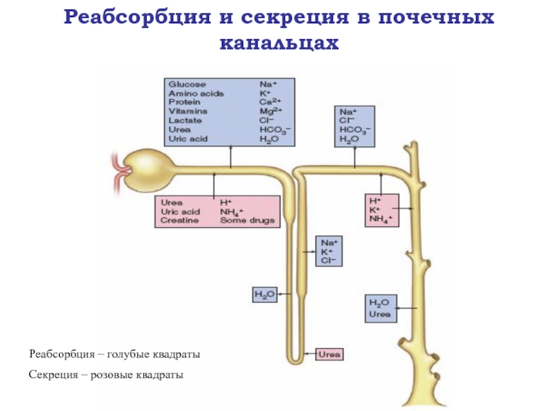 Секреция происходит в почке. Реабсорбция и секреция. Реабсорбция в почках. Секреция и экскреция в почечных канальцах. Нарушение секреции и экскреции почек.