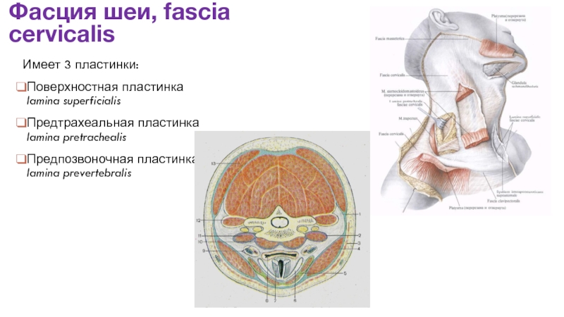 Фасции и клетчаточные пространства шеи схема