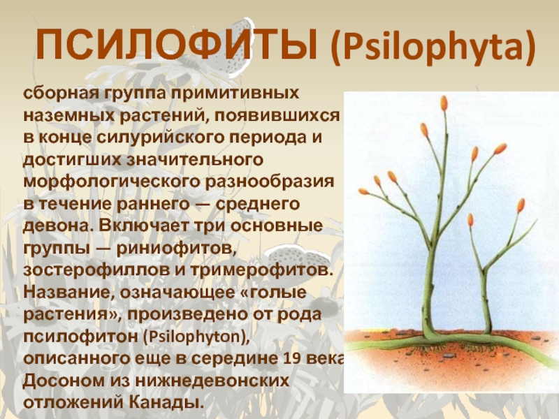 Какие растения появились раньше. Псилофиты Силур. Псилофиты девона. Псилофиты и риниофиты. Риниевые псилофиты.