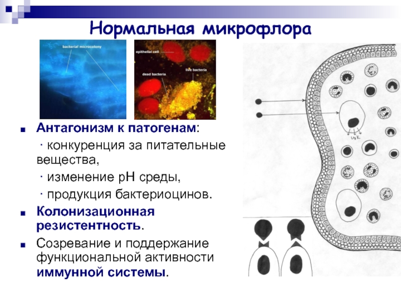 Микробного антагонизма схема