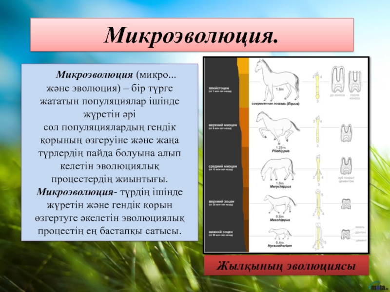 Учение о микроэволюции презентация