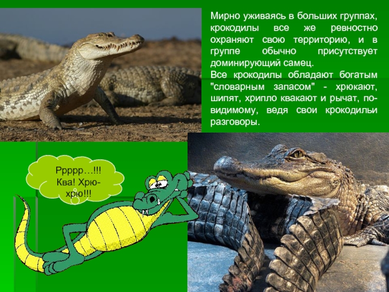 Подчеркни имена существительные крокодил зеленый африка аллигатор быстро передвигается