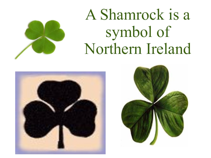 Shamrock symbol of ireland