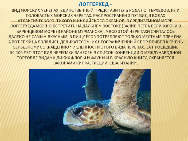 Проект морские животные