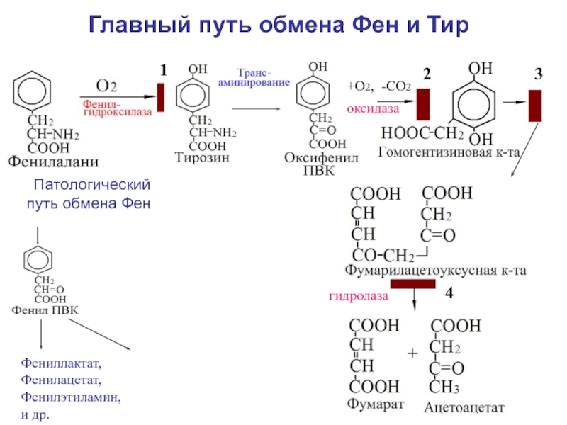 Схема обмена аминокислот