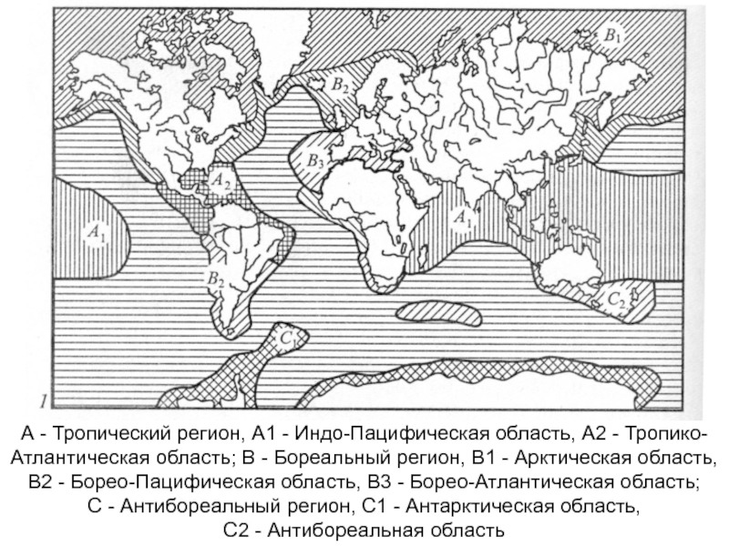 Фаунистические области карта