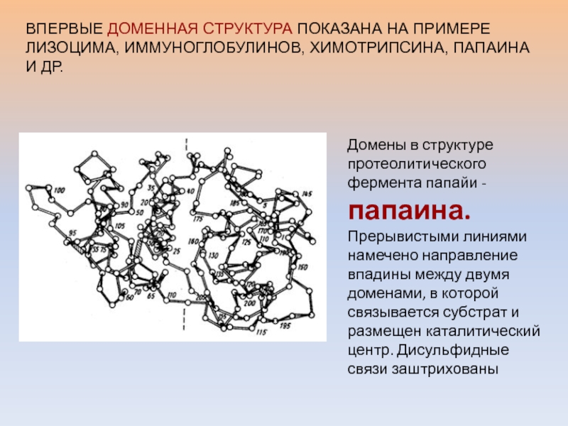 Доменная структура белка