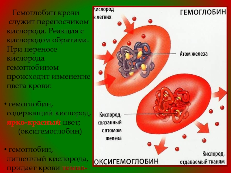 Эритроцит кислород. Строение гемоглобина кислород. Гемоглобин оксигемоглобин реакции. Перенос кислорода эритроцитами. Гемоглобин кислород о2 оксигемоглобин.