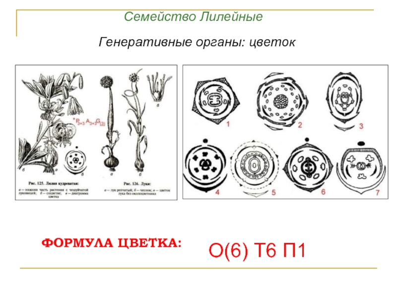 Диаграмма семейства луковые