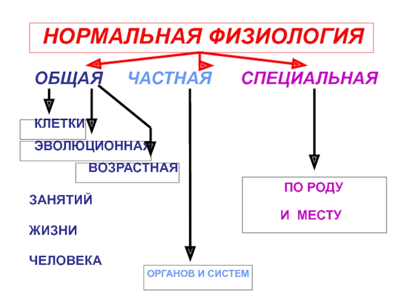 Нормальная физиология. Общая физиология. Физиология клетки. Основные понятия физиологии. Основные понятия нормальной физиологии.физиология клетки.