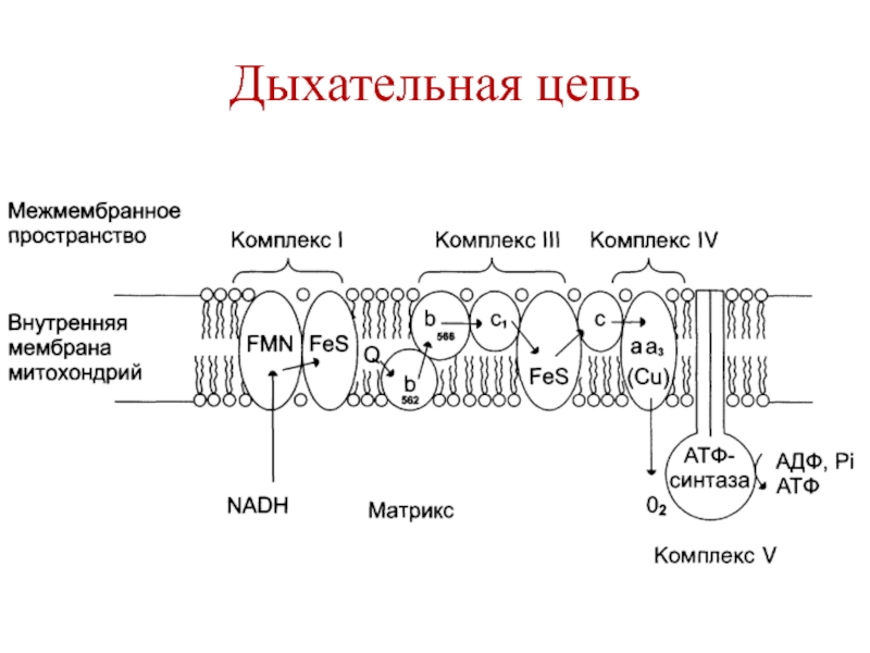 Комплекс внутренний. Схема митохондриальной дыхательной цепи. Схема дыхательной цепи митохондрий. Дыхательная цепь переноса электронов 1 комплекс. Цепь переноса электронов схема.