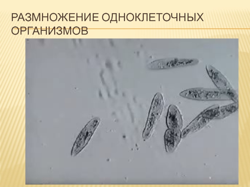 Деление одноклеточных. Размножение одноклеточных организмов. Одноклеточные организмы размножаются. Способы размножения одноклеточных. Размножение одноклеточных животных.