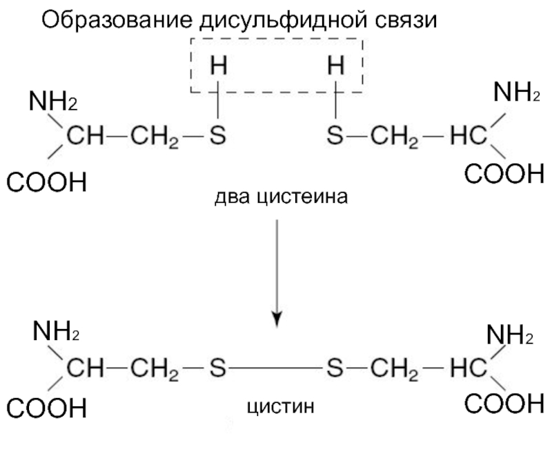 Дисульфидный мостик структура. Дисульфидная связь между аминокислотами. Дисульфидные связи биохимия. Образование дисульфидной связи в белках. Образование дисульфидных мостиков.