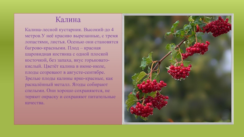 КалинаКалина-лесной кустарник. Высокий-до 4 метров.У неё красиво вырезанные, с тремя лопастями, листья. Осенью они становятся багрово-красными. Плод