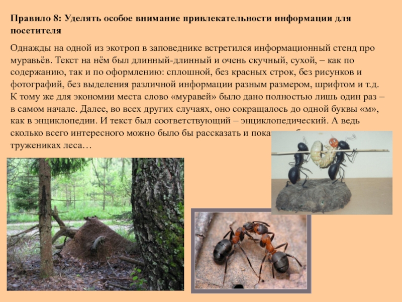 Информационный стенд про муравьев. Обустройство экотроп кратко. Муравьи труженики леса. Информационные стенды экотроп. Уделяя особое внимание области