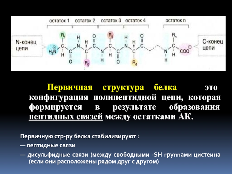 Полипептидные связи белков