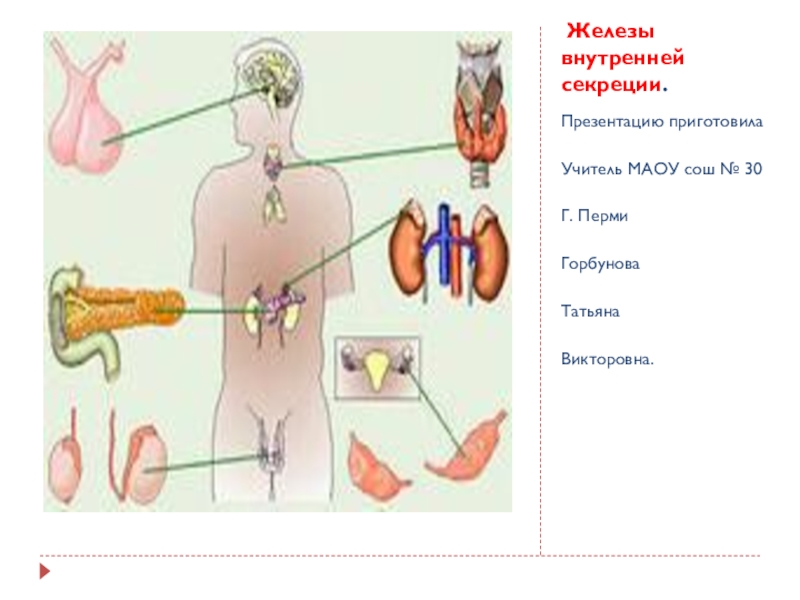 Презентация Железы внутренней секреции