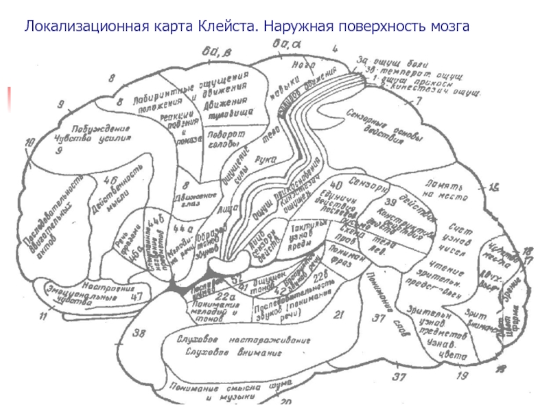 Карта мозгов. Локализационная карта Клейста внутренний и внешний. Локализационная карта клейма. Карта Клейста цветная. Локализационная карта Клейста вид сбоку.