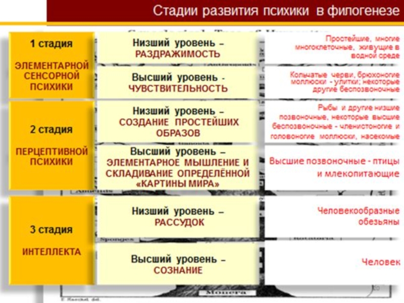 Презентация стадии развития психики