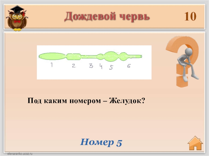 Презентация урок игра по биологии 8 класс презентация