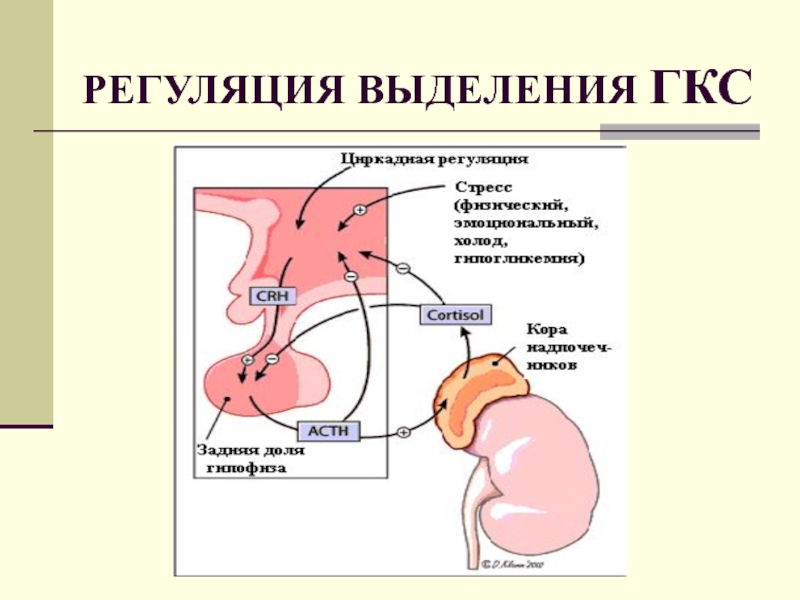 Регуляция мочи выделения