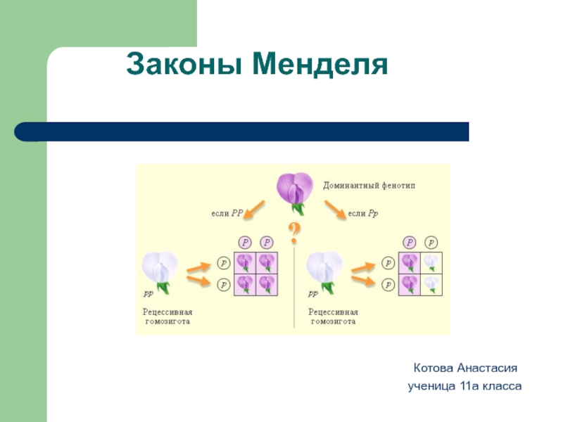 Презентация законы менделя 10 класс биология