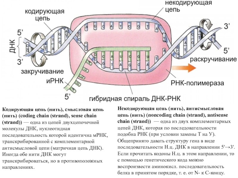 Смысловая и транскрибируемая цепь днк решение. Кодирующая и матричная цепь ДНК. Смысловая и кодирующая ДНК. Матричная цепочка ДНК. Смысловая кодирующая цепь ДНК.