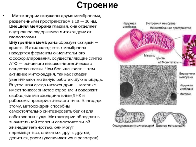Строение внутренней мембраны митохондрии. Мембрана митохондрий функции. Структура внешней мембраны митохондрии. Функции наружной мембраны митохондрий. Строение митохондрии наружная мембрана.