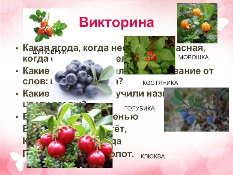Какие ягоды в мае. Лесные ягоды названия. Цветок с ягодами название. Какие ягоды растут в лесу название.