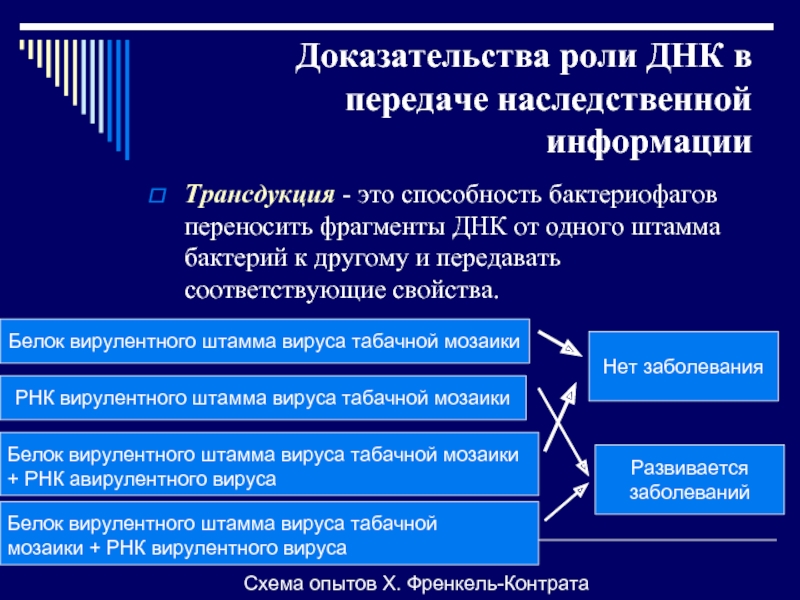 Генетическая передача. Роль ДНК В передаче наследственной информации. Доказательство роли ДНК. 5 Доказательства роли ДНК В передаче наследственной информации.. Доказательства роли ДНК как хранителя генетической информации.