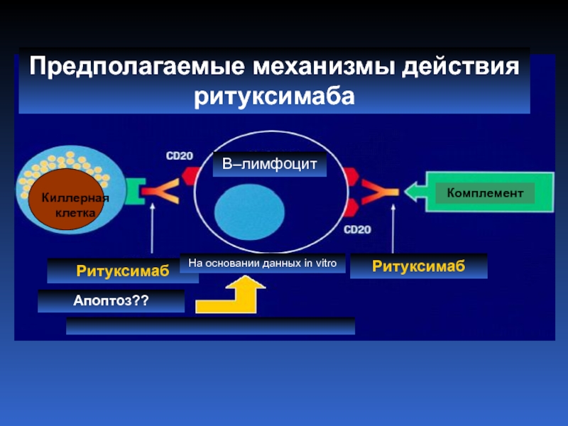 Механизм предполагает. Механизм действия ритуксимаба. Ритуксимаб механизм. Ритуксимаб действие. Мабтера механизм действия.