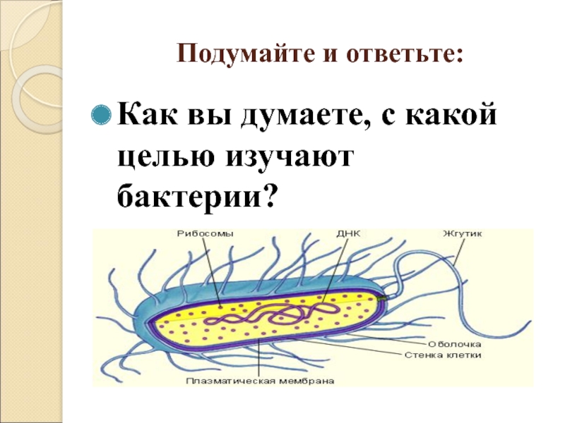 Особенности строения и жизнедеятельности бактерий 7 класс. Строение и жизнедеятельность бактерий. Строение и жизнедеятельность бактерий 5 класс. Проект на тему строение и жизнедеятельность бактерий. Жизнедеятельность бактерий 5 класс.