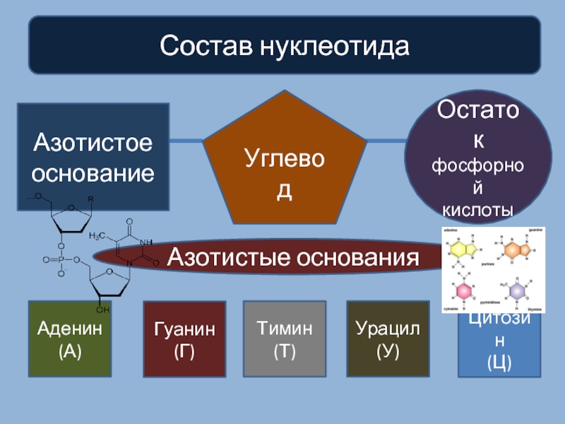 Основания фосфорной кислоты. Азотистое основание углевод остаток фосфорной. Нуклеотид остаток фосфорной кислоты. Азотистые основания и фосфорной кислоты. Урацил углевод и остаток фосфорной кислоты.